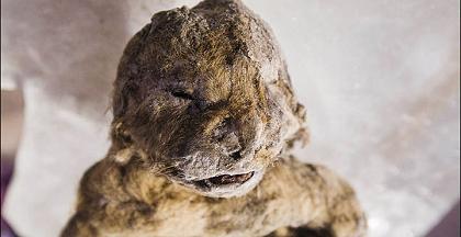 Scientists attempt to clone cave lions Image