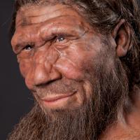 Human Evolution Gallery (Natural History Museum) image